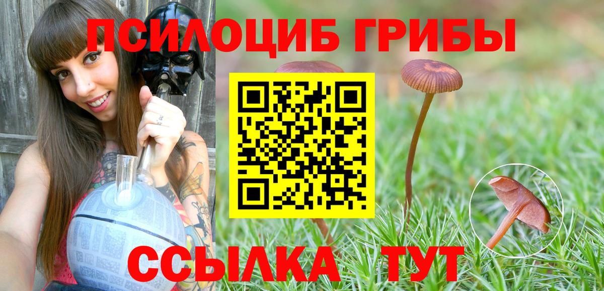 Псилоцибиновые грибы Cubensis Черкесск